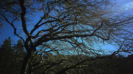 Image of blue oak