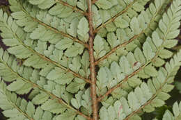 Image of Polystichum proliferum (R. Br.) C. Presl