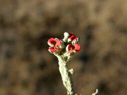 Image of Florke's cup lichen