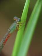 Image of bi-coloured damsel