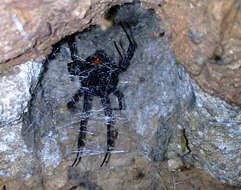 Image of Latrodectus