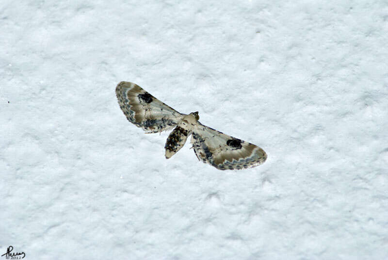 Image of Eupithecia gratiosata Herrich-Schäffer 1861