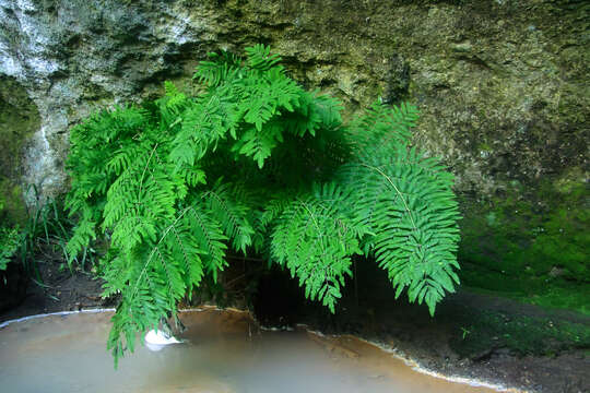 Image of Royal Fern