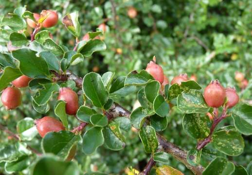 Image of Cranberry Cotoneaster