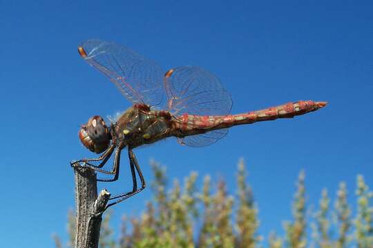 Image of Sympetrum Newman 1833