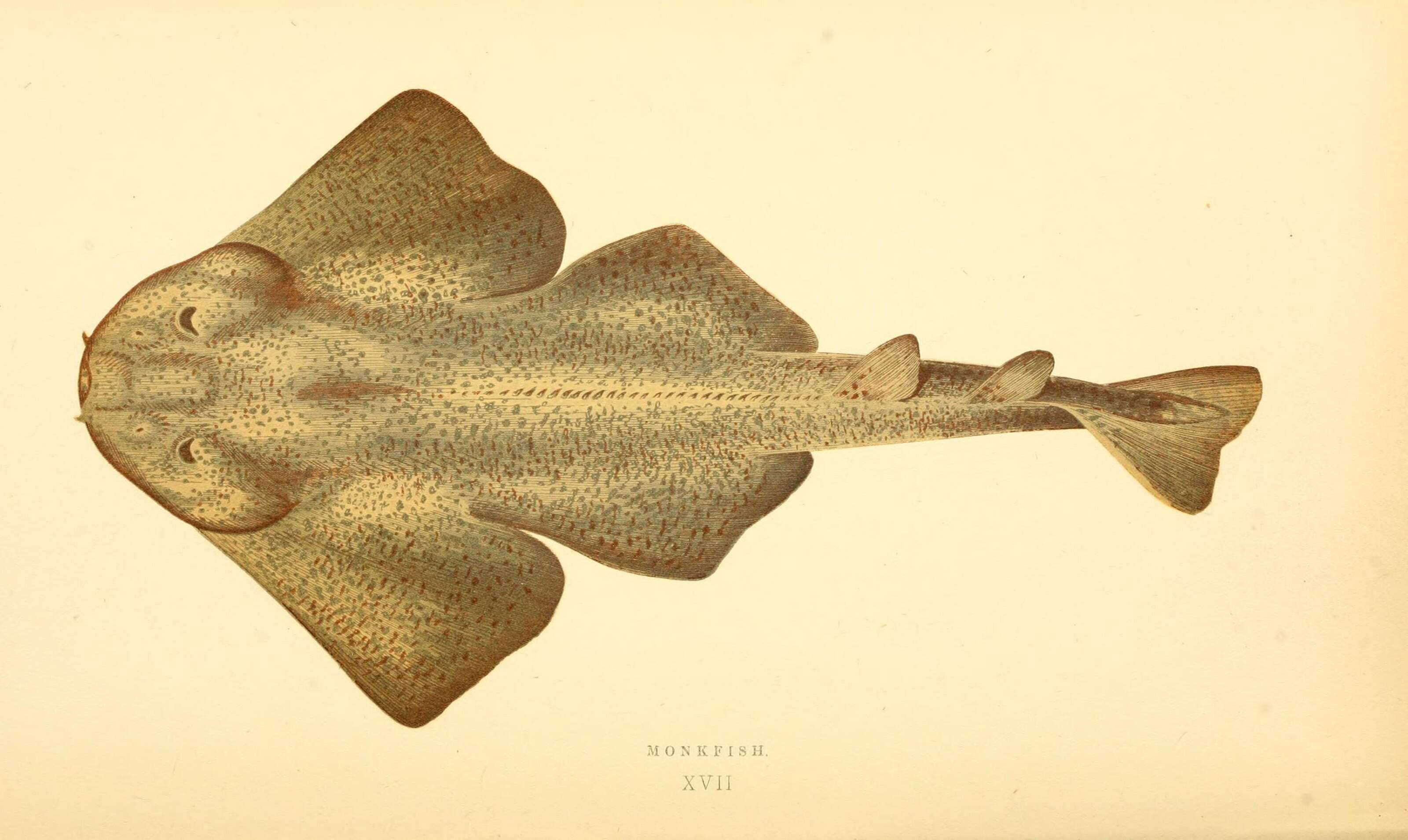 Image of Angel sharks