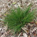 Image of Grass