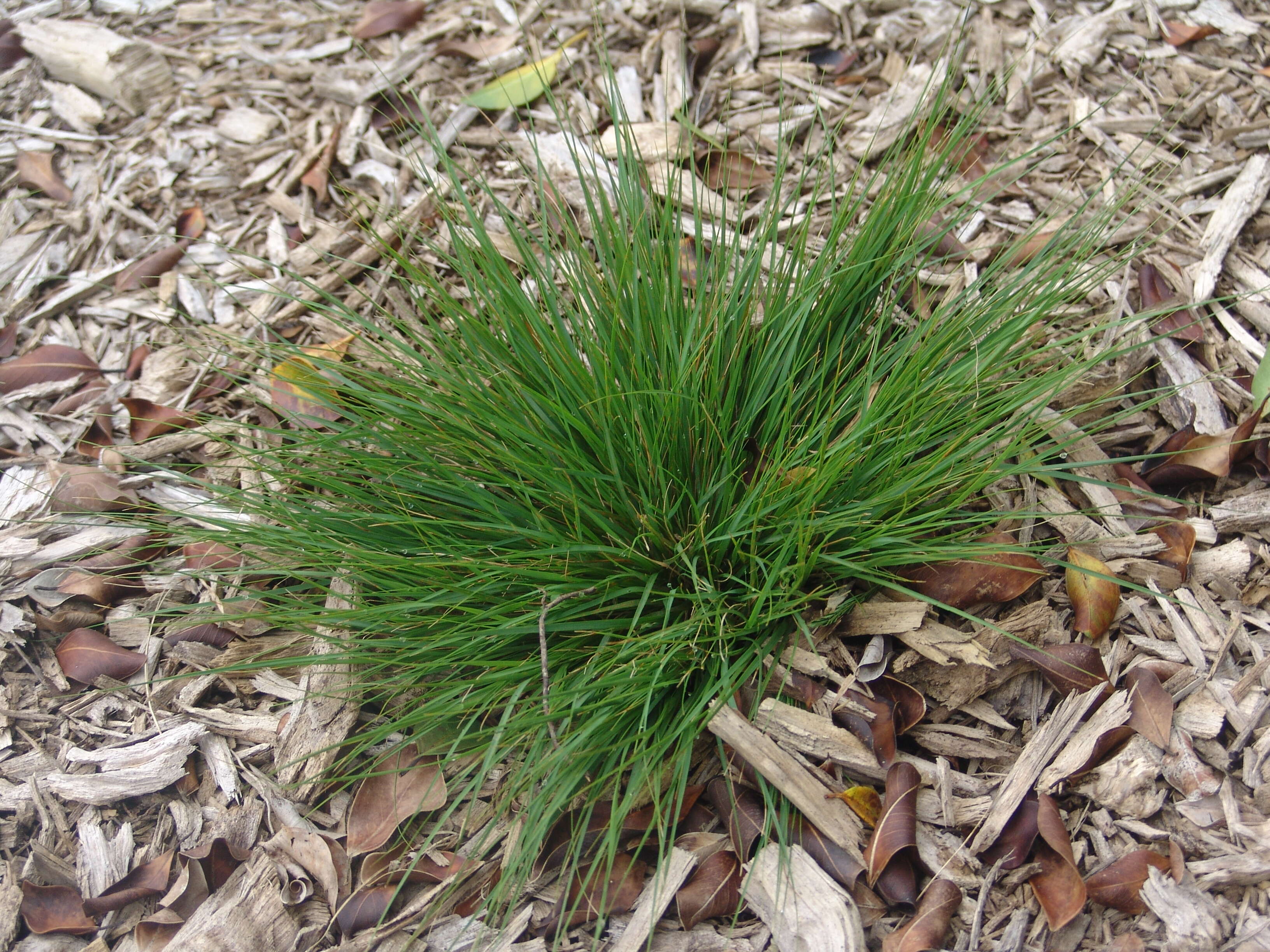 Image of Grass