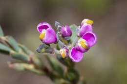 Image of milkwort