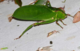 Image of Cnemidophyllum