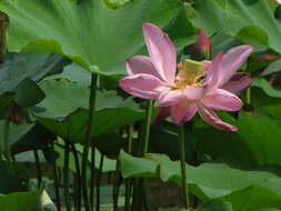 Image of lotus