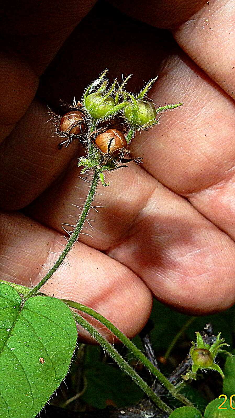 Plancia ëd Jacquemontia sphaerostigma (Cav.) Rusby