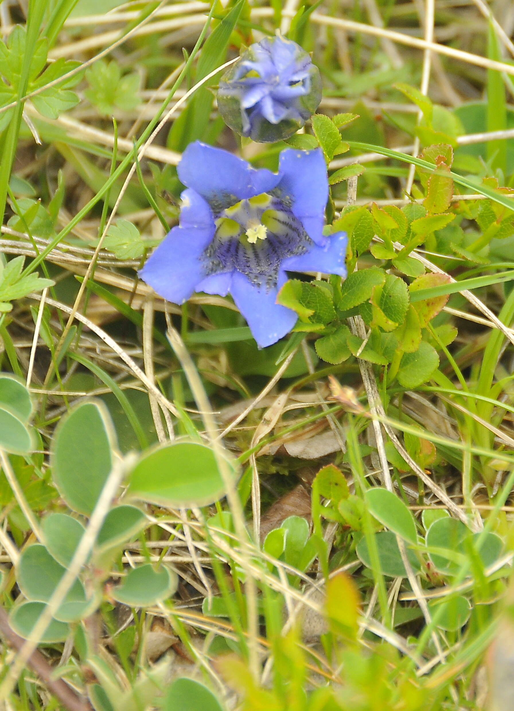 Image of Gentiana alpina Vill.