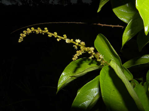 Image of Gouania hypoglauca Standl.