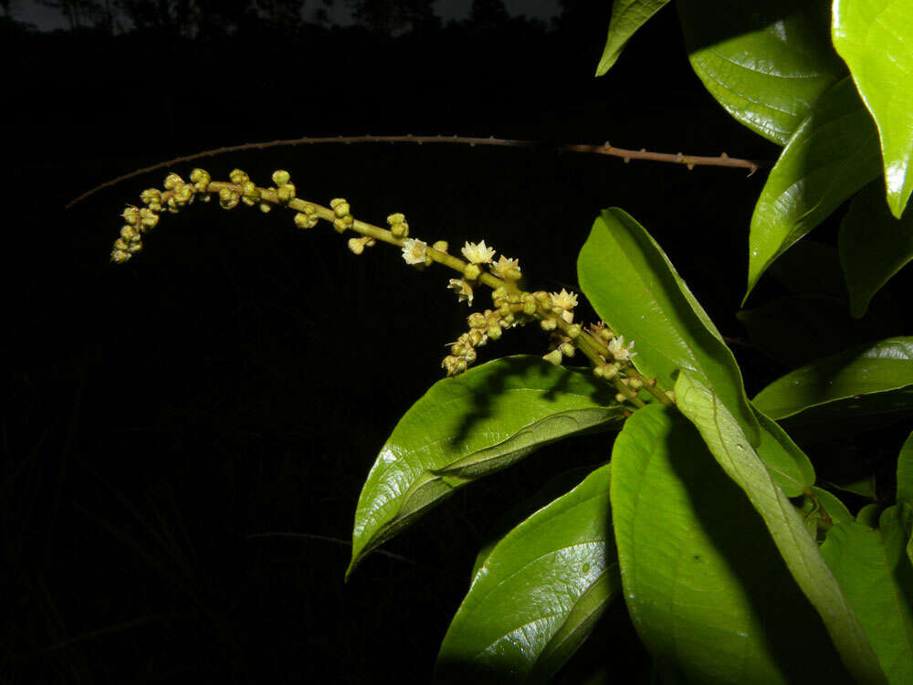 Imagem de Gouania hypoglauca Standl.