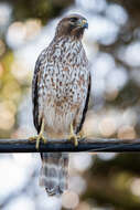 Image of Buteo Lacépède 1799