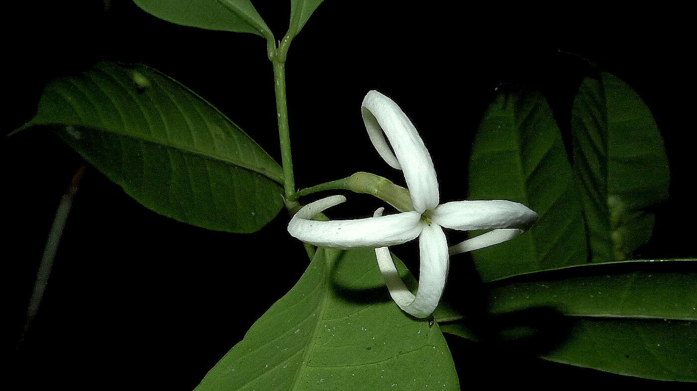 Image of Faramea biflora J. G. Jardim & Zappi