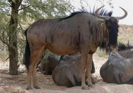 Image of wildebeest