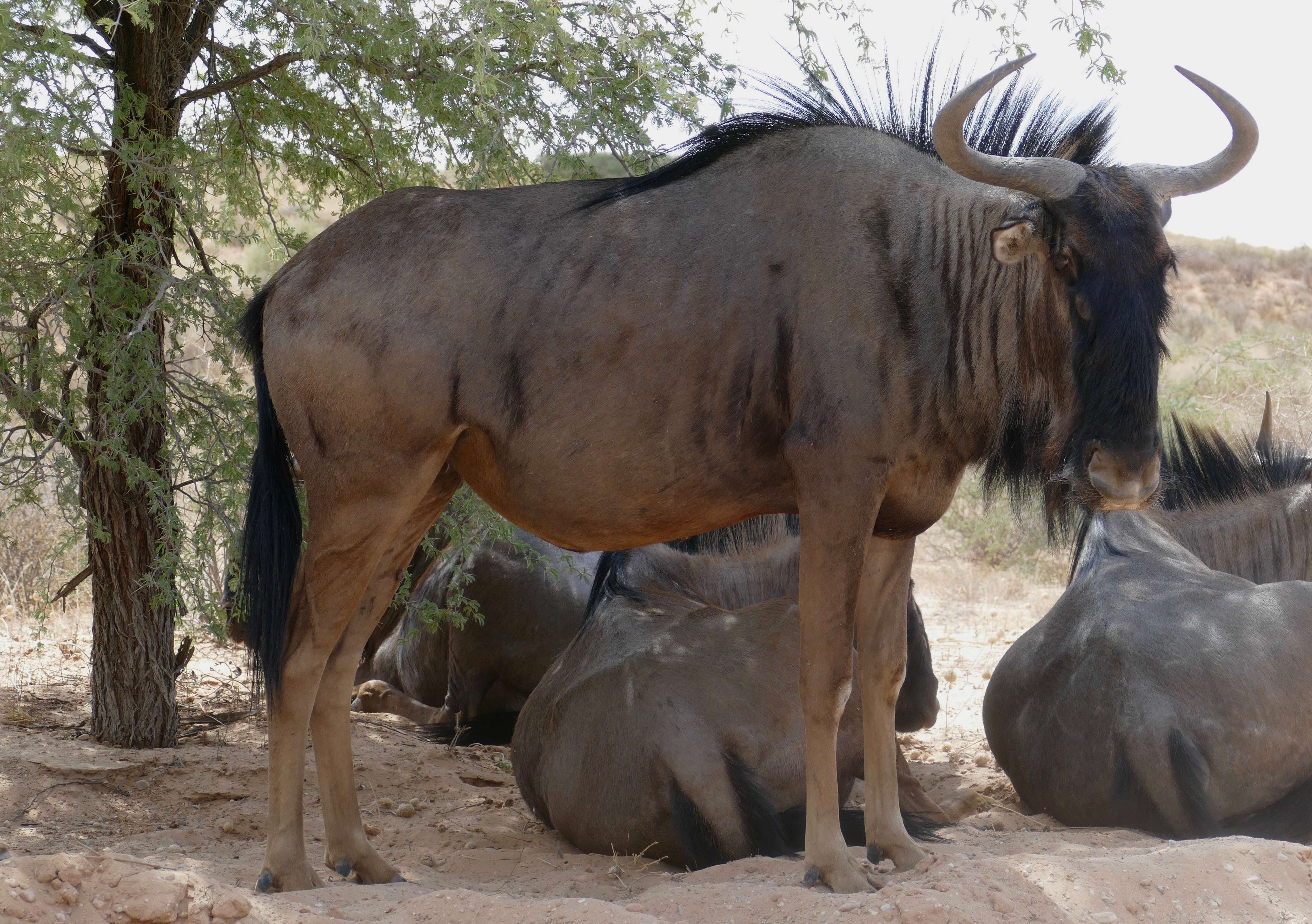 Image of wildebeest