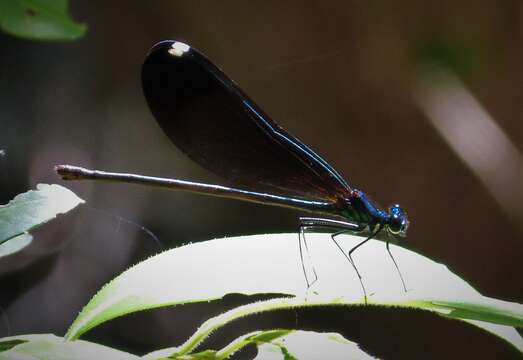 Image of Jewelwings