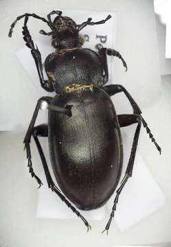 Image of true ground beetle genus