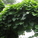 Image of Dutchman's pipe