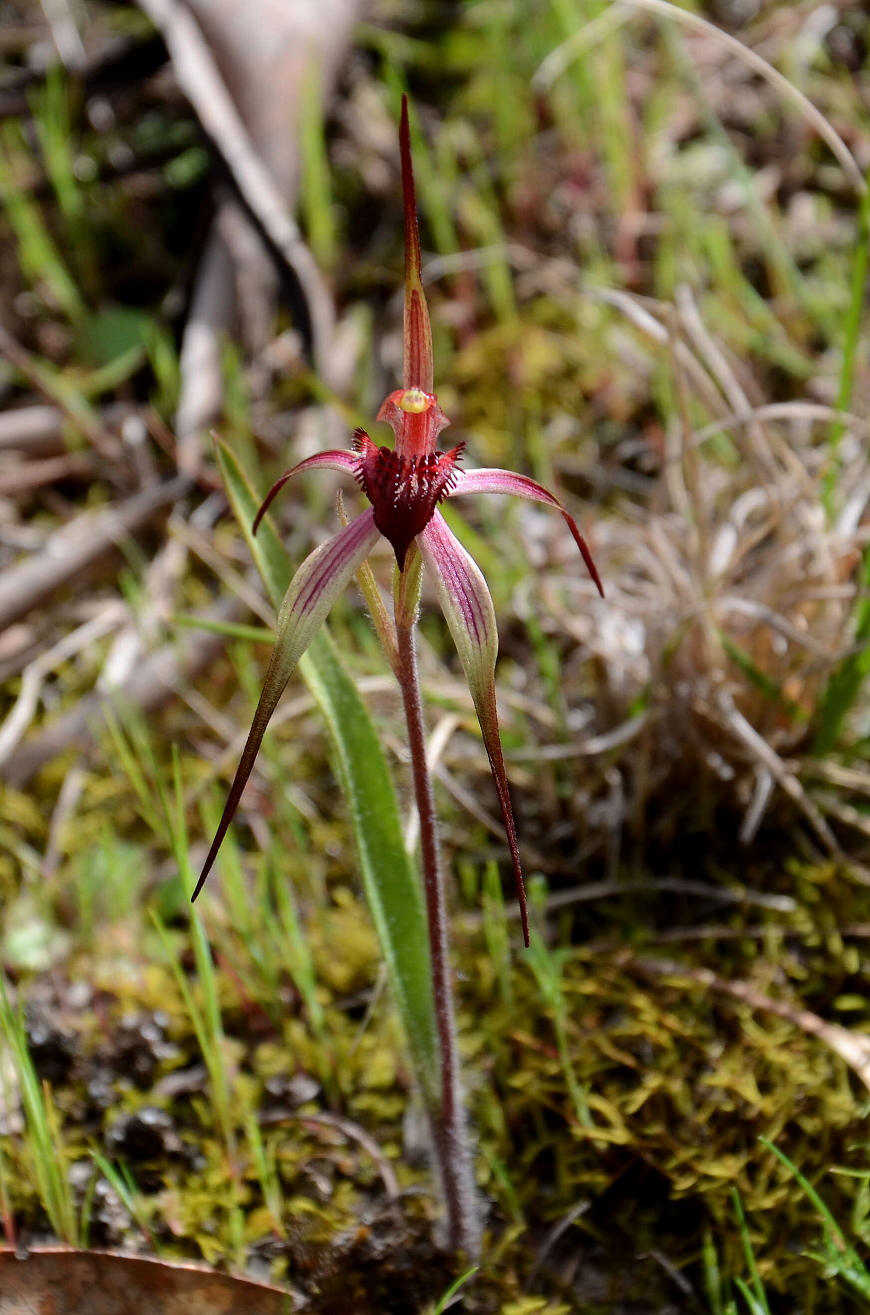 Caladenia caudata Nicholls resmi