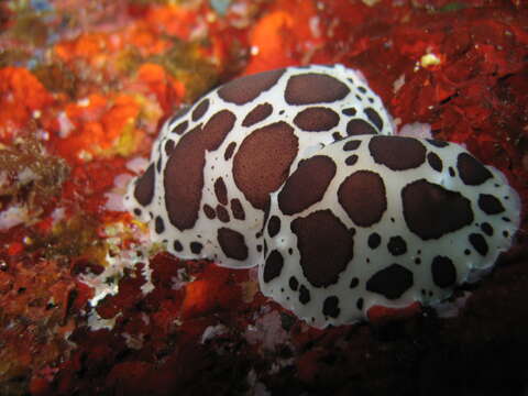 Image of Swiss cow nudibranch