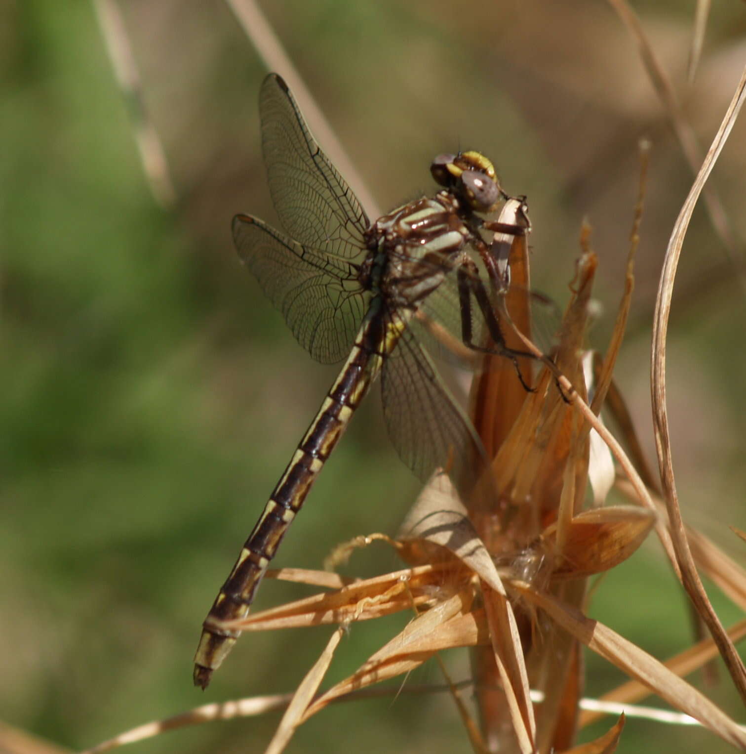 Image of Phanogomphus Carle 1986