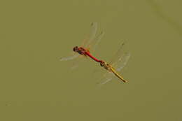 Image of Red-veined Darter