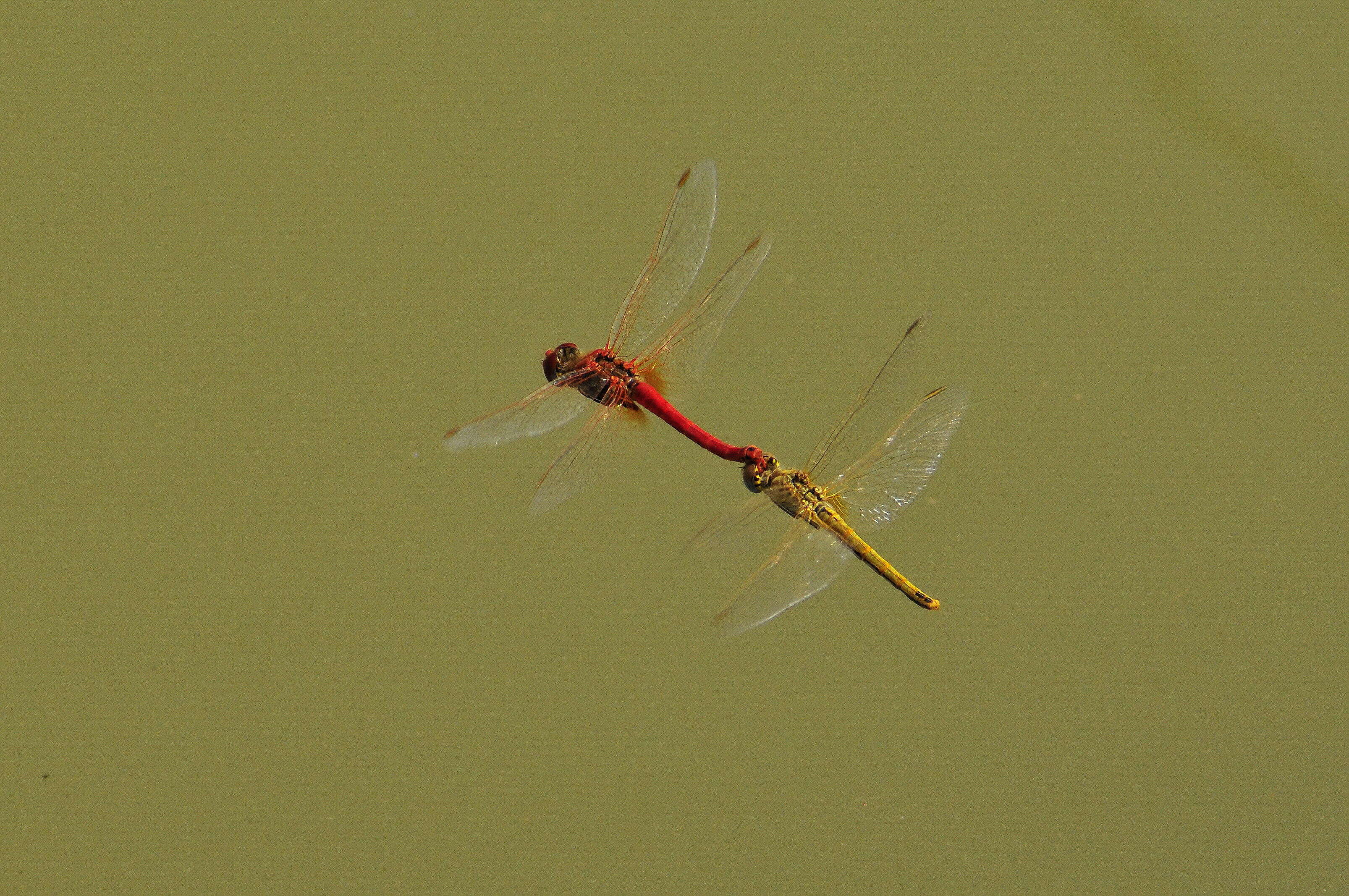 Image of Red-veined Darter