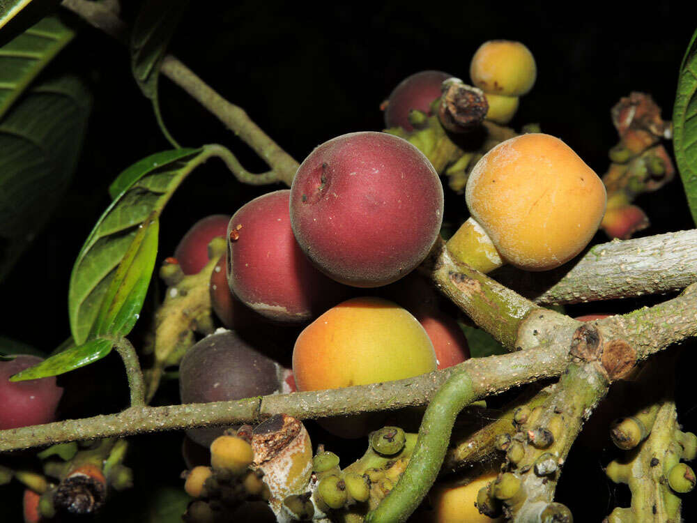 Image of Pubescent Sorocea (tree)