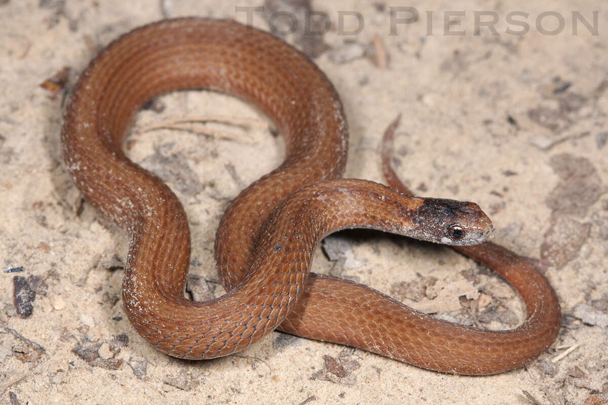 Image of brown-bellied snakes