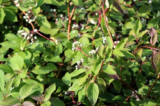 Image of Gray Dogwood