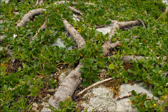 Image of Blunt-leaved Willow