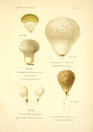 Imagem de Lycoperdon echinatum Pers. 1794