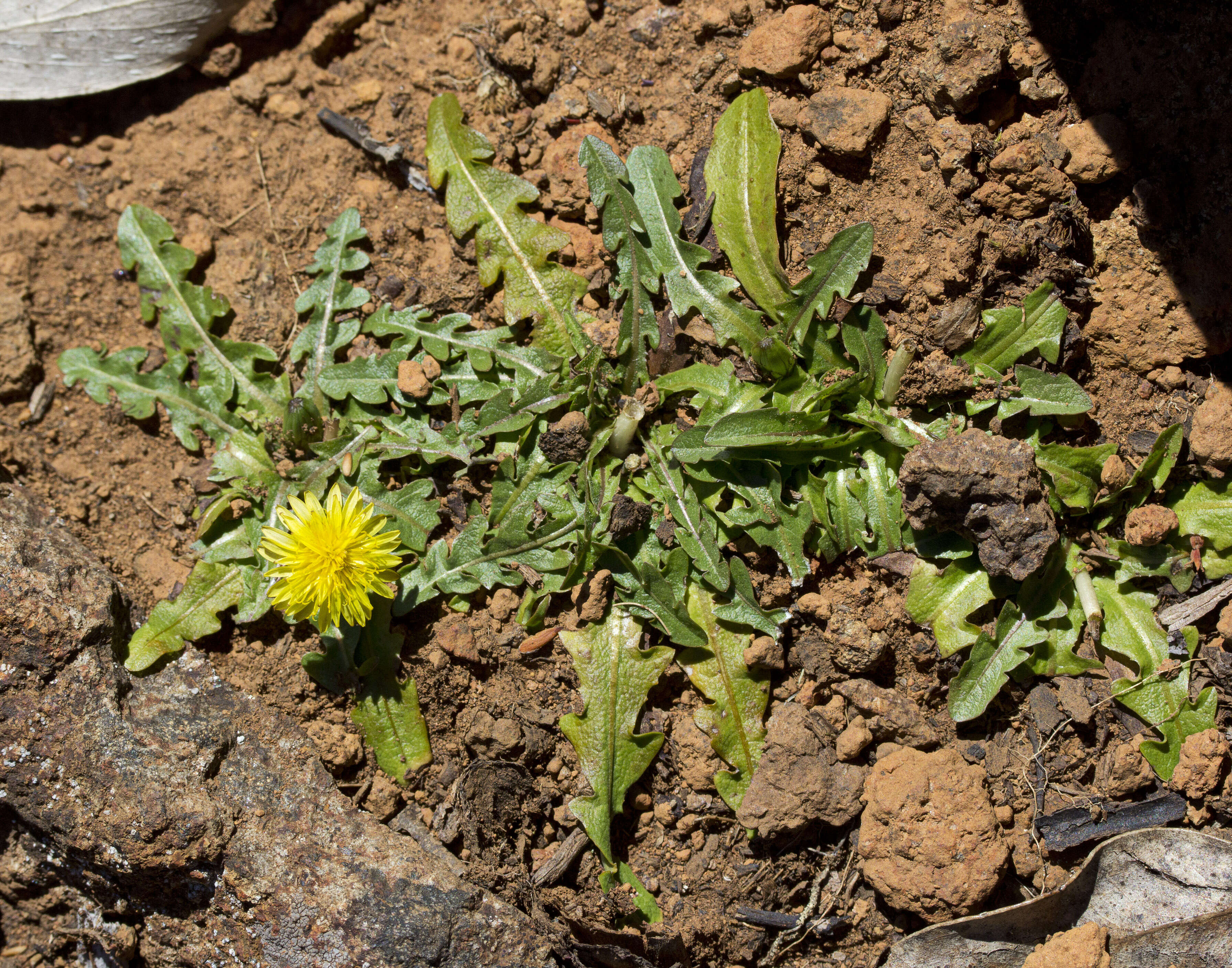 Слика од Taraxacum aristum Hagl. & G. Markl.