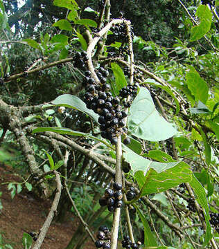 Image of Cestrum mutisii Willd. ex Roem. & Schult.