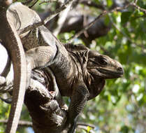 Image of Anegada Ground Iguana