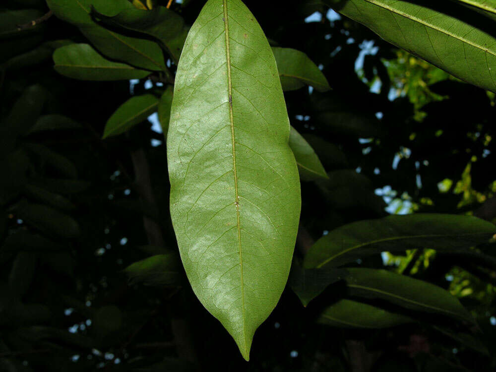 Image of soursop