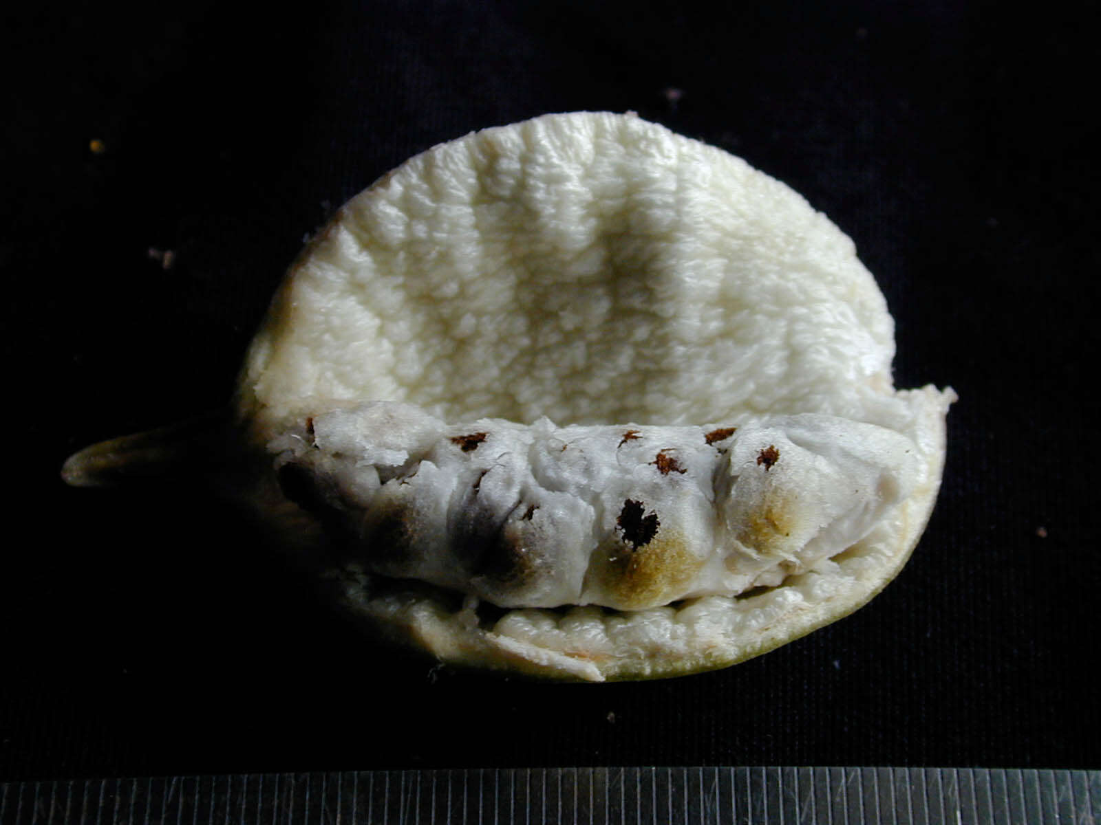Sivun Tabernaemontana siphilitica (L. fil.) A. J. M. Leeuwenberg kuva