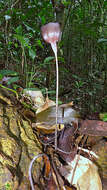 Image of Zomicarpa steigeriana Maxim. ex Schott