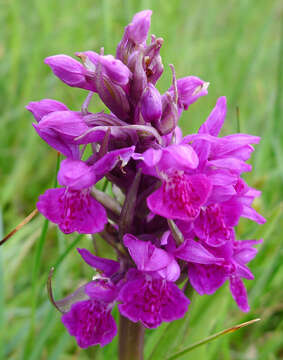 Image of Northern Marsh-orchid