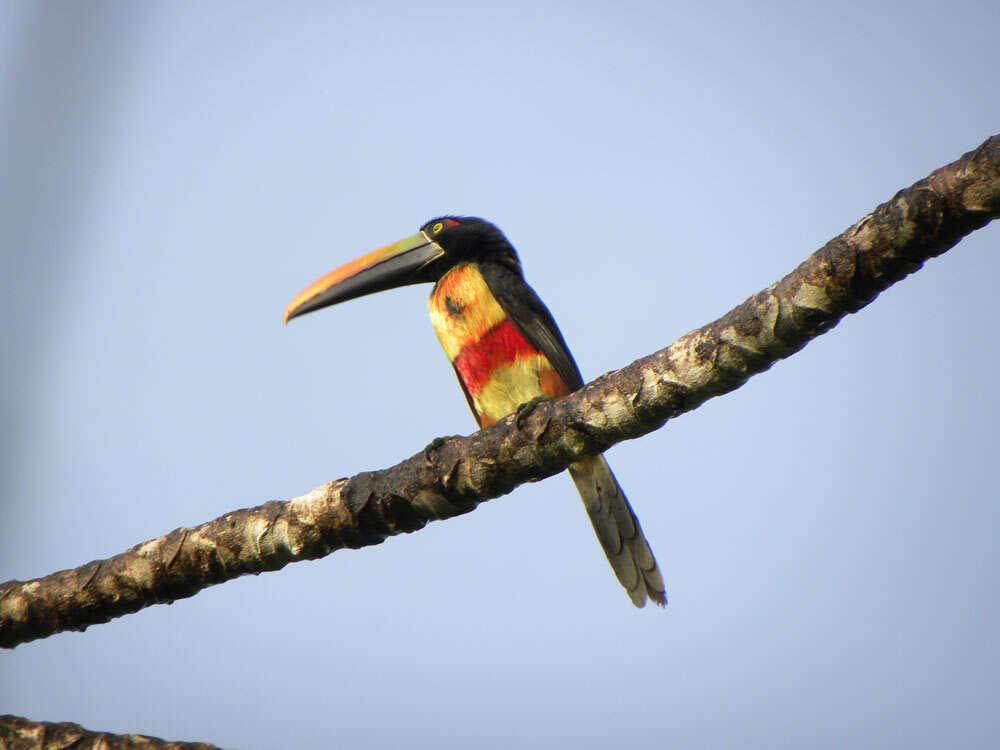 Image of Aracari