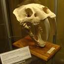Image of Saber-toothed Cats