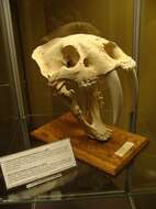 Image de Smilodon Lund 1842