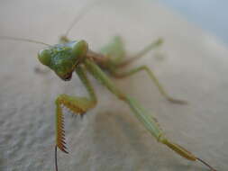 Image of tarachodid mantises