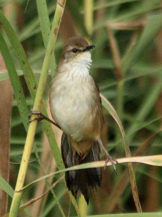 Image of African Bush-Warbler