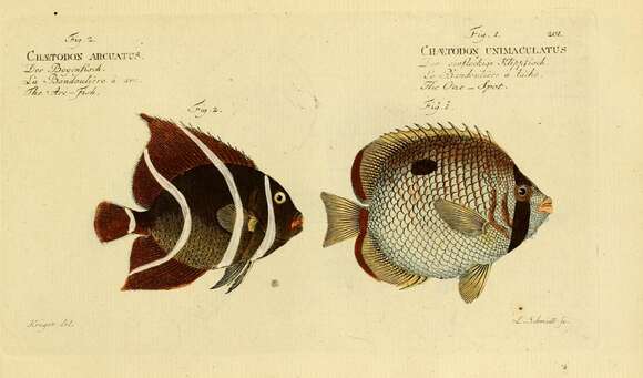 Imagem de Chaetodon unimaculatus Bloch 1787