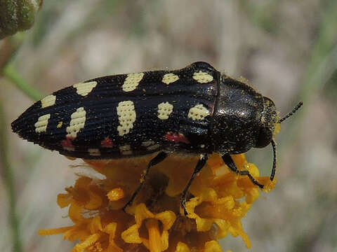 Image of Acmaeodera gibbula Le Conte 1858